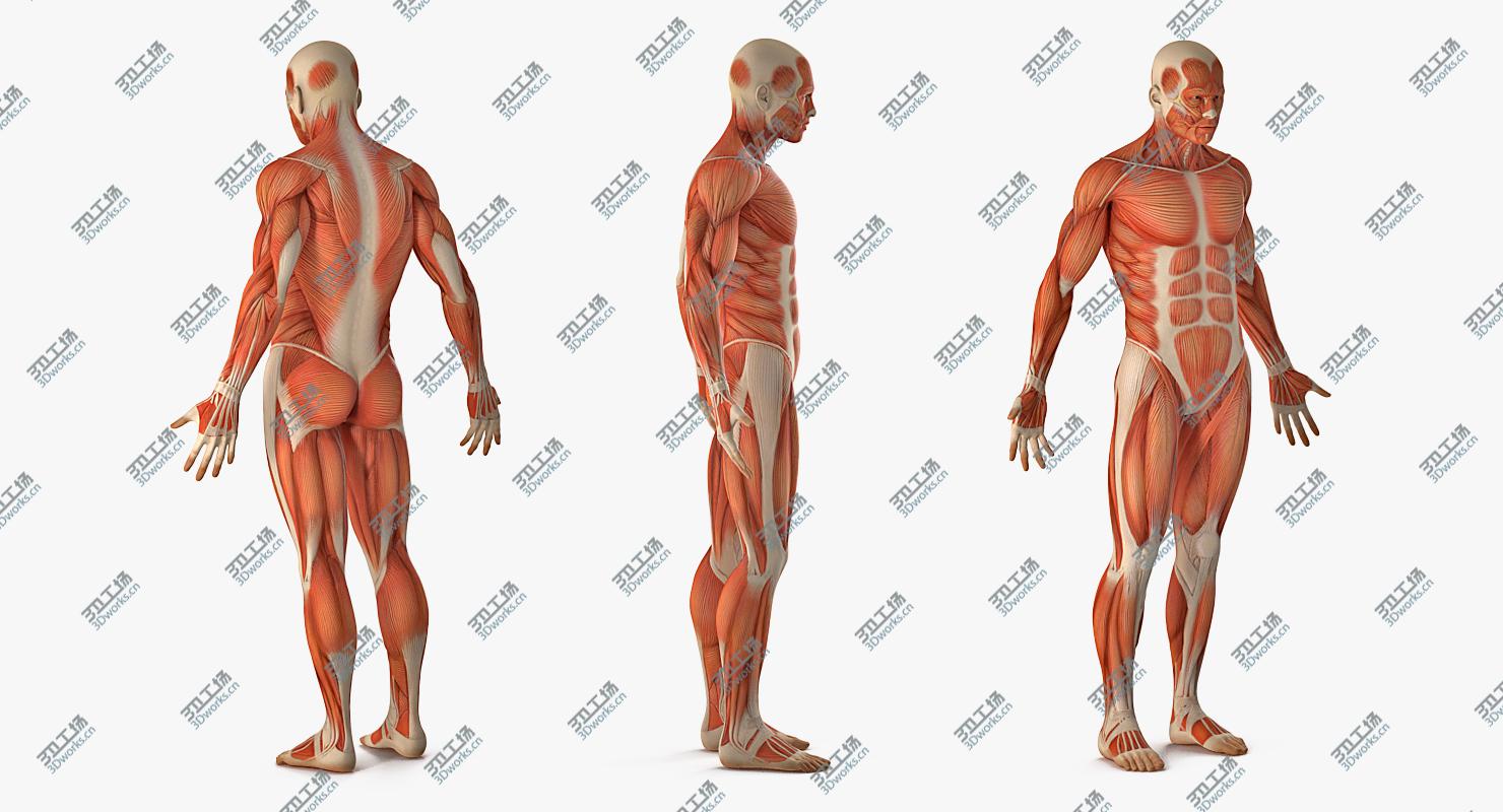 images/goods_img/2021040232/Male Anatomy Muscular System 3D model/5.jpg